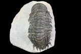 Bargain, Crotalocephalina Trilobite Fossil #67881-5